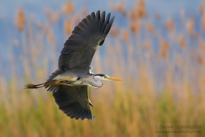 Grey Heron (Ardea cinerea)