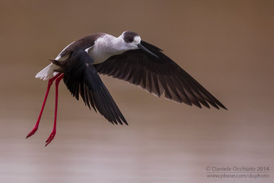 Black-winged Stilt (Himantopus himantopus)