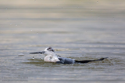 Black-winged Stilt (Himantopus himantopus)