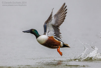 Northern Shoveler (Anas clypeata)