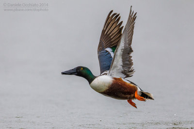 Northern Shoveler (Anas clypeata)