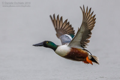 Northern Shoveler (Anas clypeata)