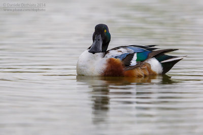 Northern Shoveler (Anas clypeata)