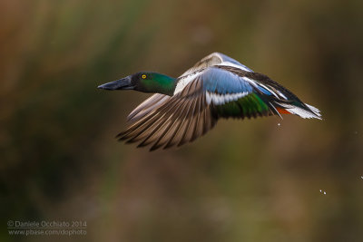 Northern Shoveler (Anas clypeata)