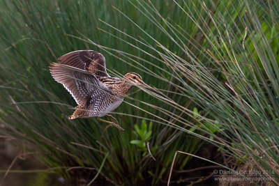 Common Snipe (Gallinago gallinago)