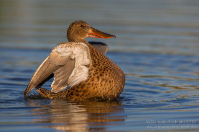 Northern Shoveler (Anas clypeata)