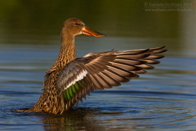 Northern Shoveler (Anas clypeata)