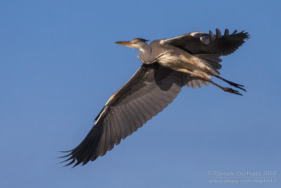 Grey Heron (Ardea cinerea)