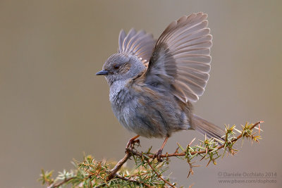 Dunnock (Prunella modularis)