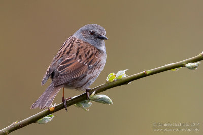 Dunnock (Prunella modularis)