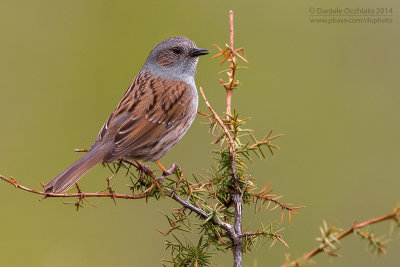 Dunnock (Prunella modularis)