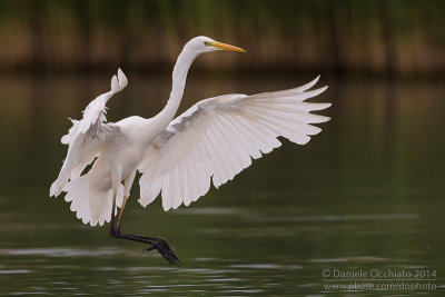 Great White Egret (Egretta alba)