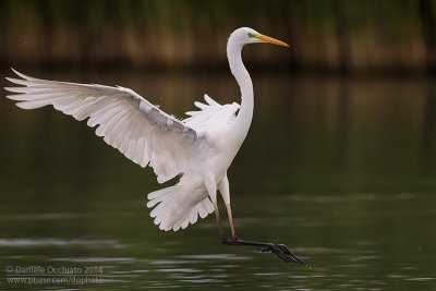 Great White Egret (Egretta alba)