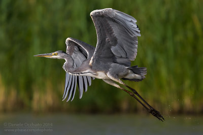 Grey Heron (Ardea cinerea)