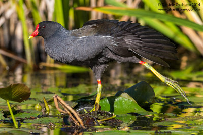 Common Moorhen (Gallinula chloropus)