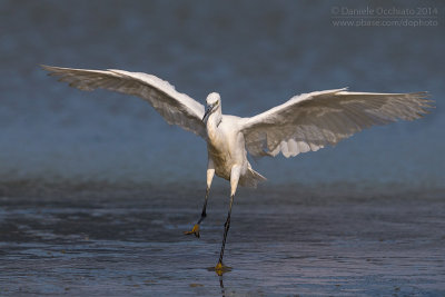 Little Egret (Egretta garzetta)