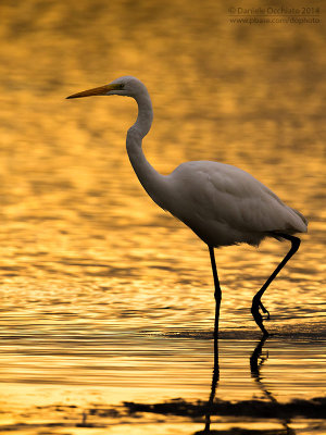 Great White Egret (Egretta alba)