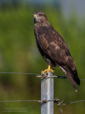 Common Buzzard (Buteo buteo)