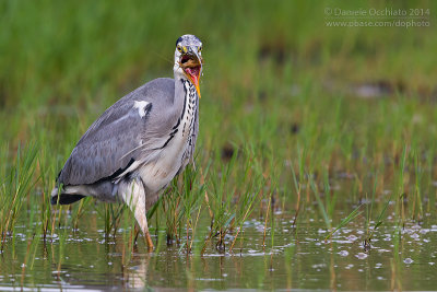 Grey Heron (Ardea cinerea)