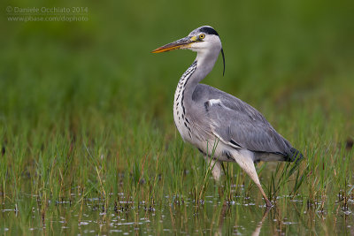 Grey Heron (Ardea cinerea)