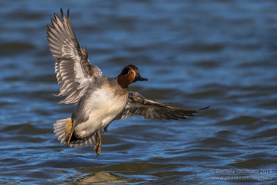 Eurasian Teal (Anas crecca)