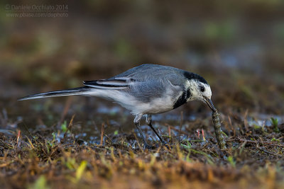 White Wagtail (Motacilla alba)