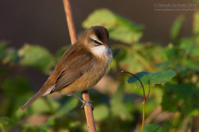 Moustached Warbler (Acrocephalus melanopogon)