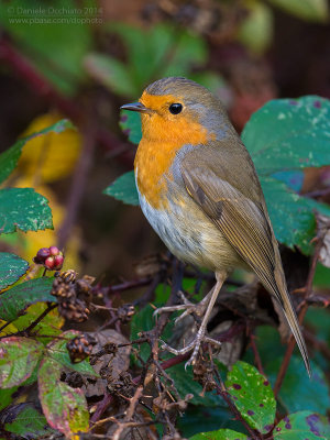European Robin (Erithacus rubecula)