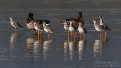 Spotted Redshank (Tringa erythropus)