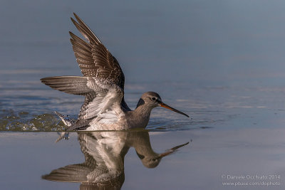 Spotted Redshank (Tringa erythropus)