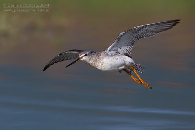 Spotted Redshank (Tringa erythropus)