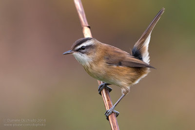 Moustached Warbler (Forapaglie castagnolo)