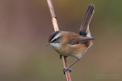 Moustached Warbler (Acrocephalus melanopogon)