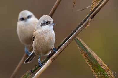 Penduline Tit (Remiz pendulinus)