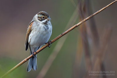 Reed Bunting (Emberiza schoeniclus)