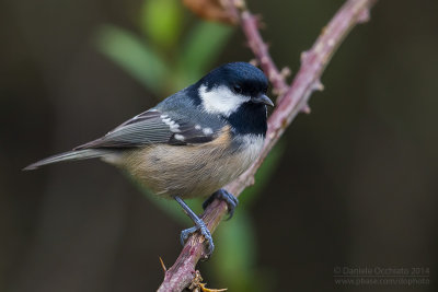 Coal Tit (Periparus ater)