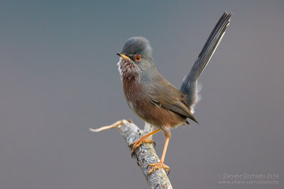 Dartford Warbler (Sylvia undata)