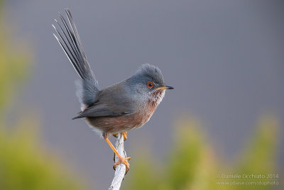 Dartford Warbler (Sylvia undata)