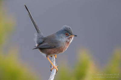 Dartford Warbler (Sylvia undata)