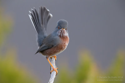 Dartford Warbler (Sylvia undata)