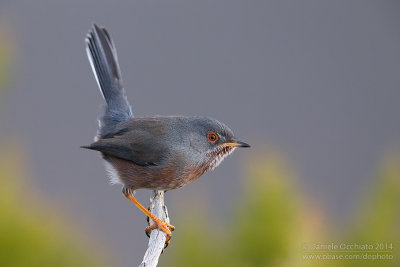 Dartford Warbler (Sylvia undata)