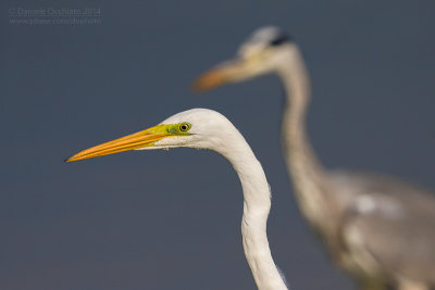 Great White Egret (Ardea alba)