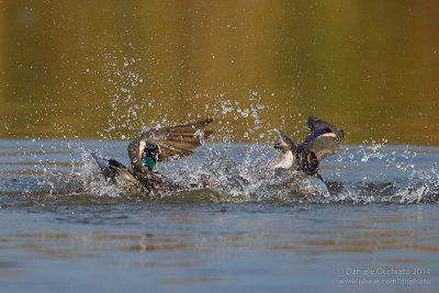 Eurasian Teal (Anas crecca)