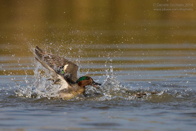 Eurasian Teal (Anas crecca)