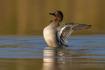 Eurasian Teal (Anas crecca)