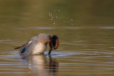 Eurasian Teal (Anas crecca)
