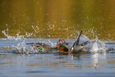 Eurasian Teal (Anas crecca)