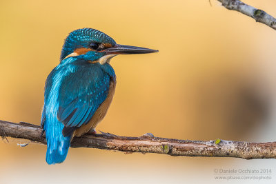 Common Kingfisher (Alcedo atthis)