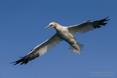 Northern Gannet (Morus bassanus)