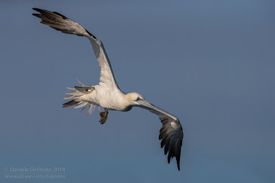 Northern Gannet (Morus bassanus)